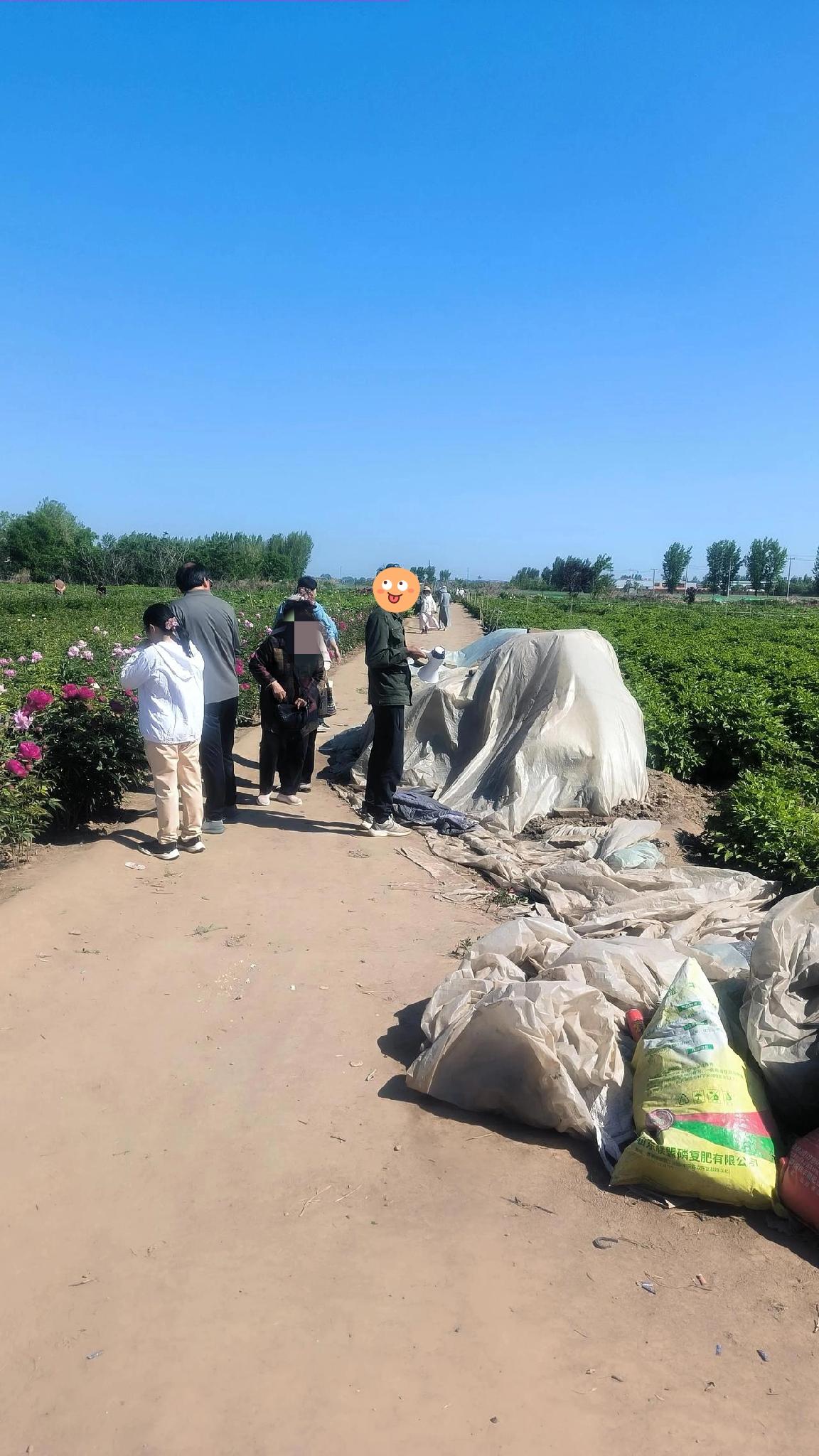 花田里的“藏猫猫”：保定徐水花卉种植基地的无奈与叹息五一假期第四天，打卡徐