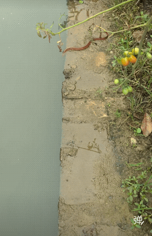 黄鳝不感兴趣，旁边的小西红柿挺不错！[呲牙笑]