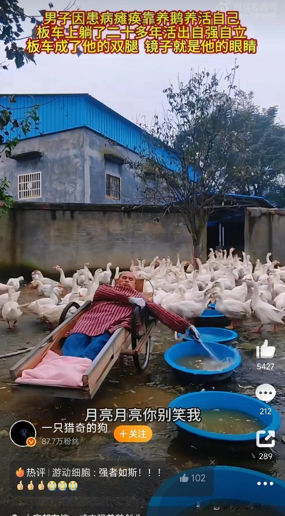 板车当腿，镜子当眼！河南硬汉躺平20年，靠养鹅闯出逆天人生朋友们，今天看到