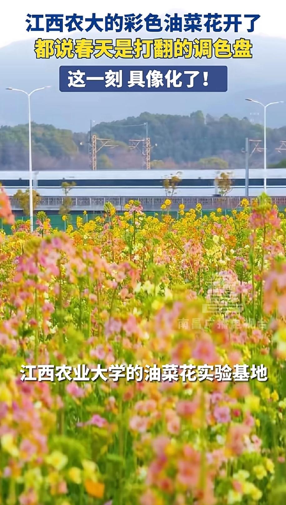 江西农业大学还是有实力，油菜花的基因重新排序，开出了五颜六色的花，为江西的油菜花