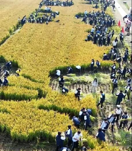 11月15日，江苏省天一中学千余名师生走进严家桥村，开展劳动教育综合实践活动，千