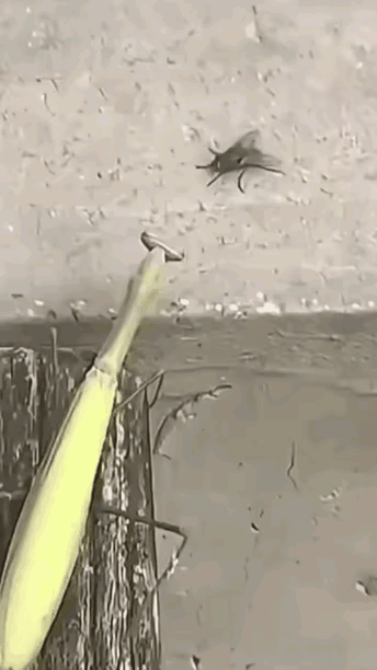 小日本最擅长用这招，巨慢只是麻痹，真正进攻时它快如闪电，丝毫不拖泥带水。当然，