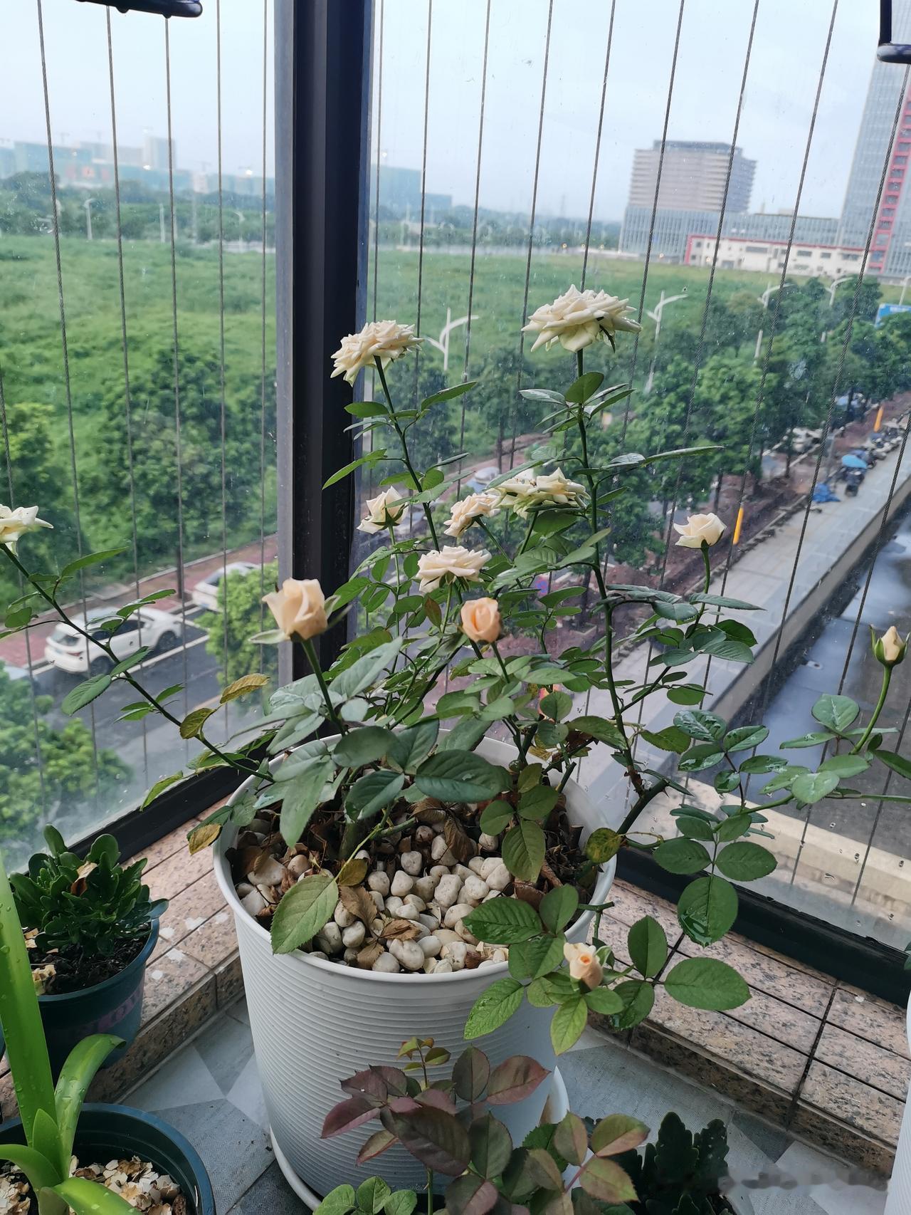 堂弟上山了，送他的人甚少，因为他生前不喜欢被打扰，堂弟算个传奇人物，从普通的打工