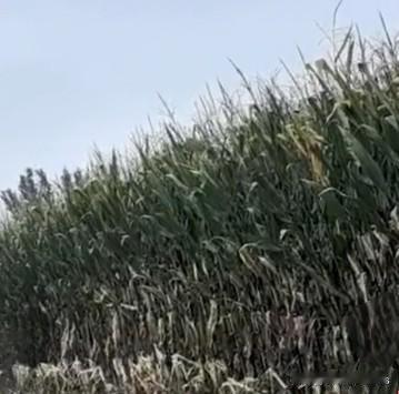 秸秆焚烧该全面禁止吗？老农的三句反问，让专家沉默了最近又到农忙时节，地里秸秆