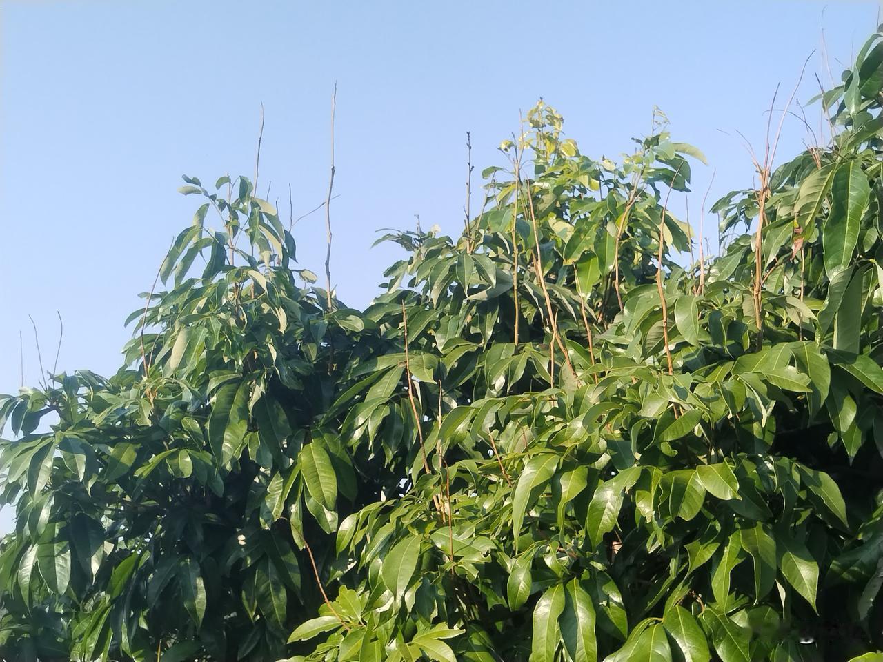 关于荔枝树控梢效果引发的信任疑虑探讨在荔枝树的种植管理过程中，控梢是一项关键