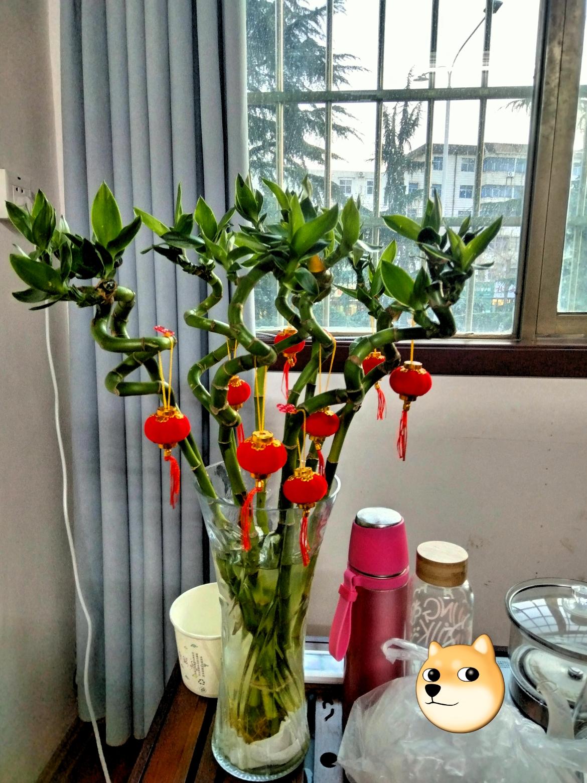 家人们快看我这盆富贵竹，长得也太旺了！枝干扭扭弯弯的绕出好看的弧度，跟特意造型似