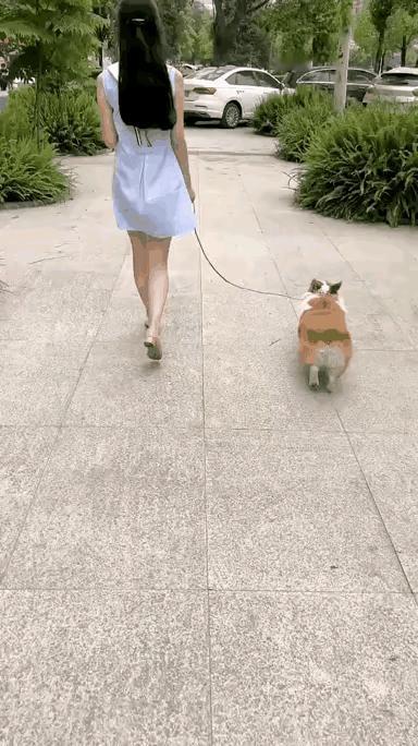 狗子经不住诱惑啊