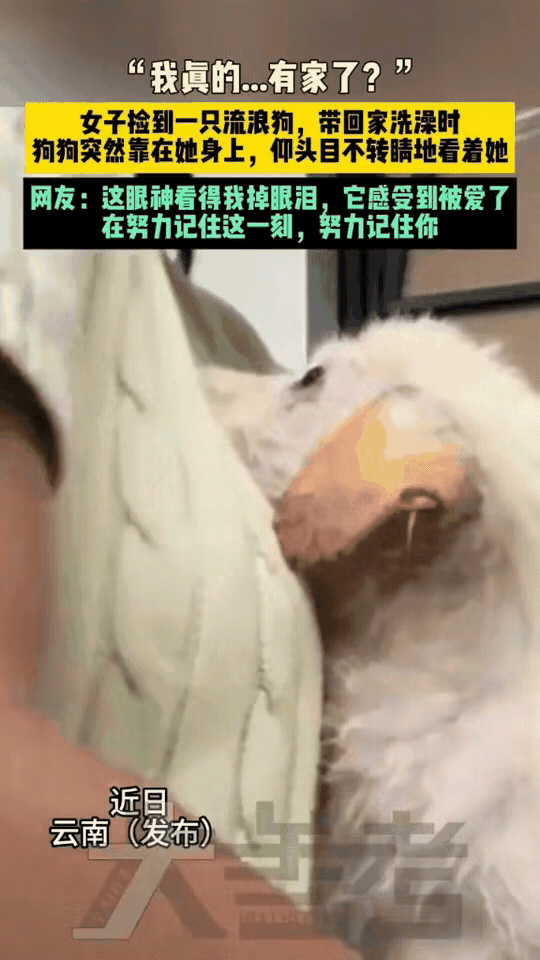 谁能扛得住小狗眼里藏着的满心忐忑，看完心里酸酸软软的。云南姑娘在路上