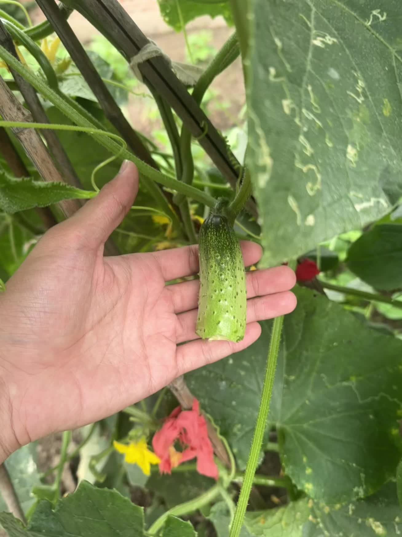 吃点新鲜的蔬菜，总结辣椒有点辣，西红柿和花生应该是没熟。