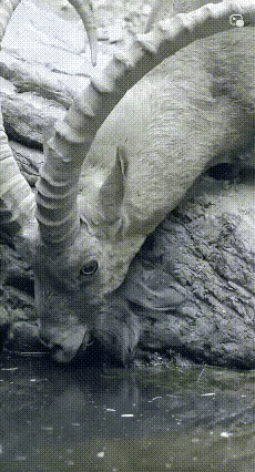 这个挺调皮的，还好里面没有鲨鱼。