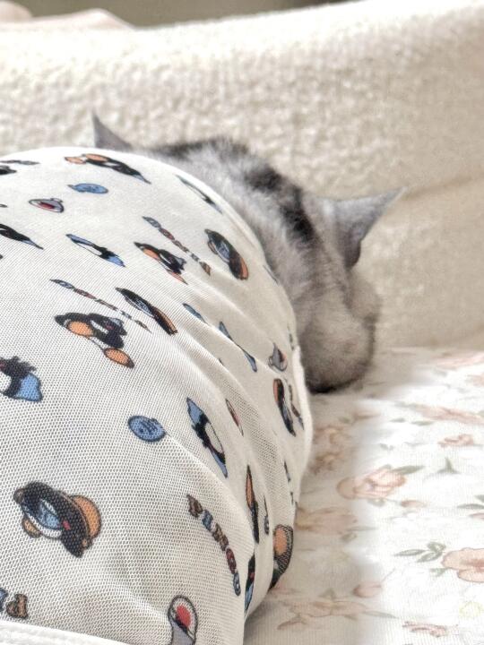 猫儿这个侧脸