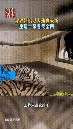 “瞬间破防了！”动物园里一只母猩猩分娩后，以为自己的孩子没能活下来，黯然离开了。