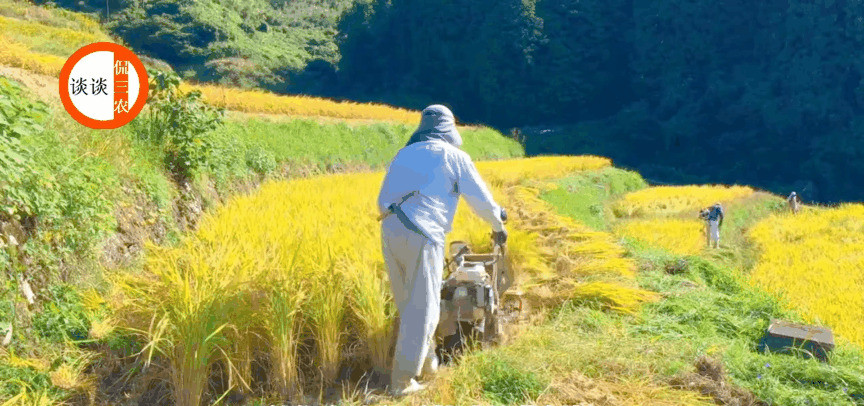揭秘日本农村的真实面貌：与想象中的差距令人震惊！‌