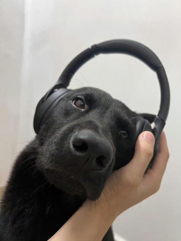 一只酷狗正在听音乐了