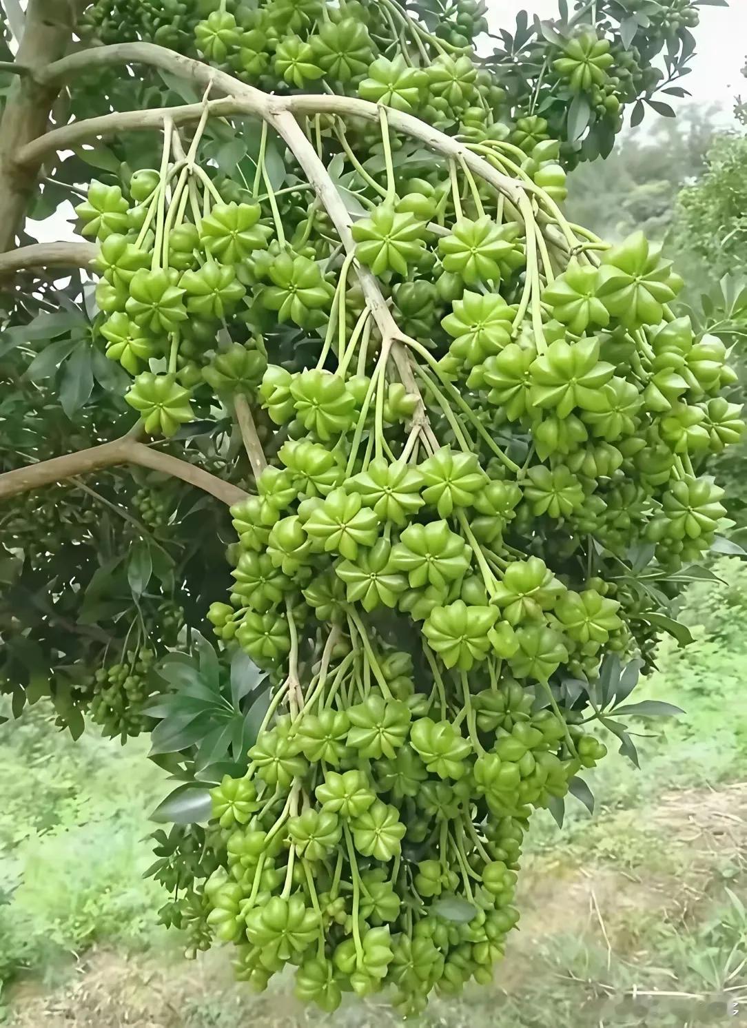 真是大丰收呀，树都压弯了，只是不知道这是什么果子。
