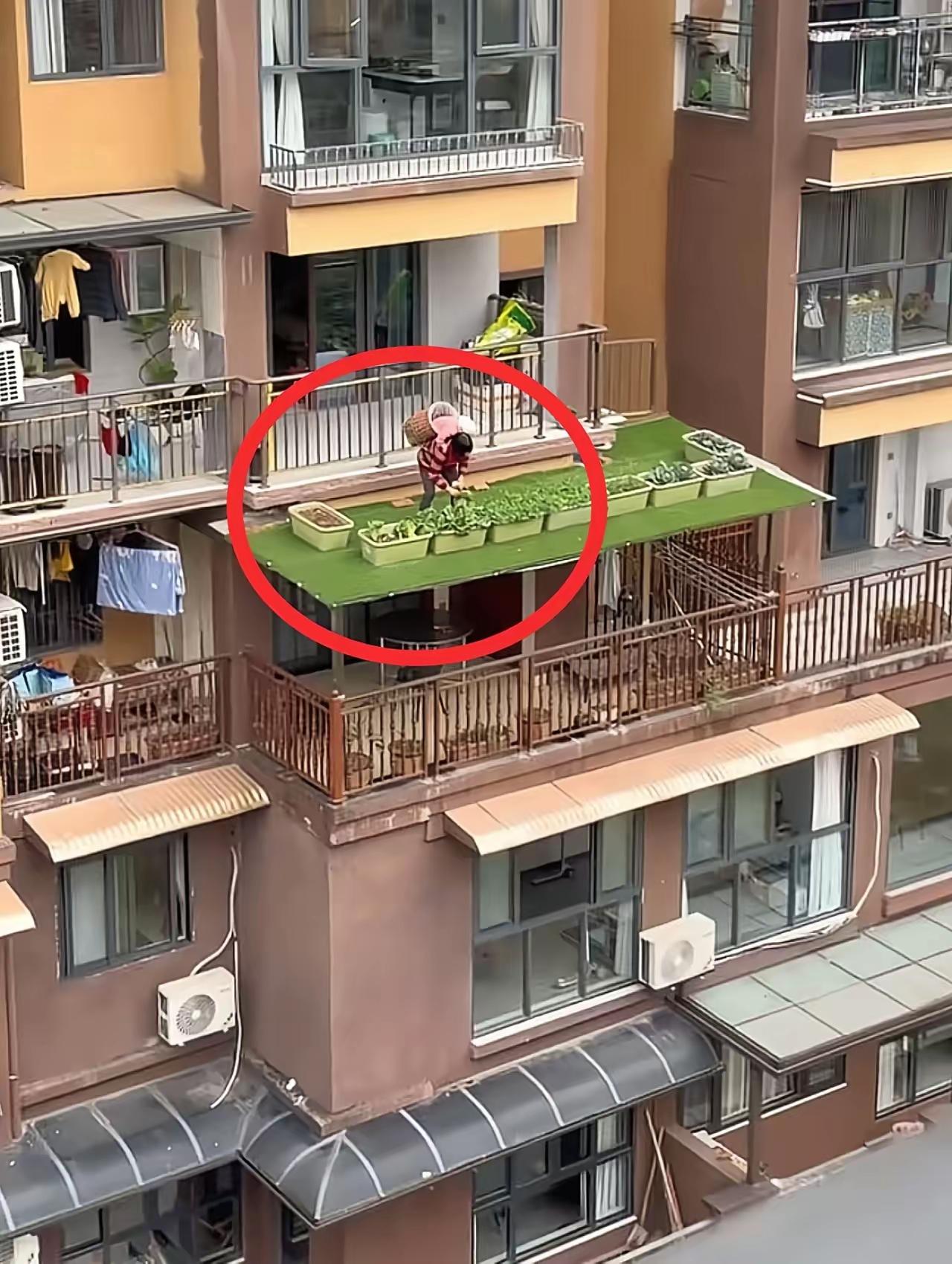 重庆这位奶奶在雨棚种菜，看得人全程捏把冷汗！为了省空间、吃口新鲜菜，她在5楼
