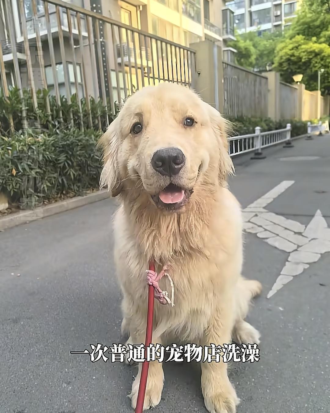 好可怜的一只小金毛，它的名字叫“烧饼”，只是去宠物店洗了个澡，生命却永远停留在了