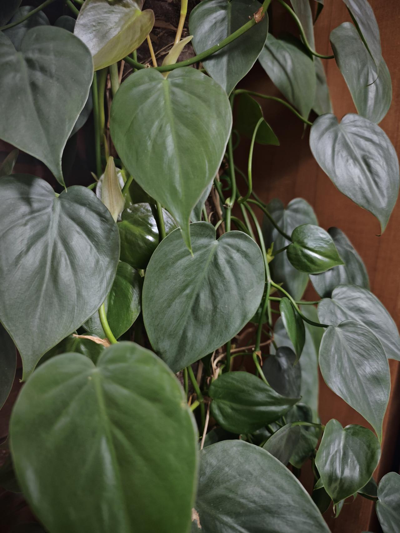 有这么个扫兴、没有担当的爸爸，多可怜的孩子，真给男人丢脸！三八节河南一小姑娘花了