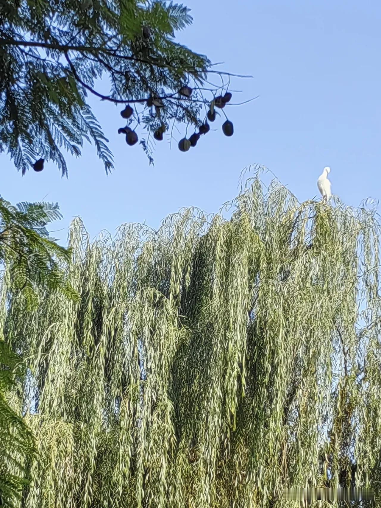 刚刚听说一件让人很难受的事。一个上四年级的娃，因为甲流icon没了。听说去医