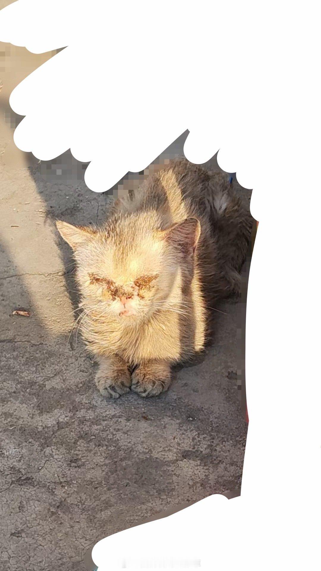 #流浪猫##流浪动物救助#太可怜了像个小朋友一样，应该是金渐层生病被弃养了，也叫不出声音。弟弟前几天