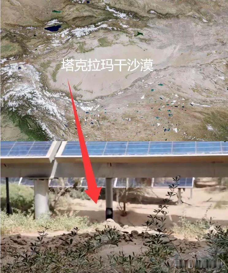 成功啦，塔克拉玛干沙漠光伏板底下成功种出白刺！昨天刷到塔克拉玛干治沙队传回的视