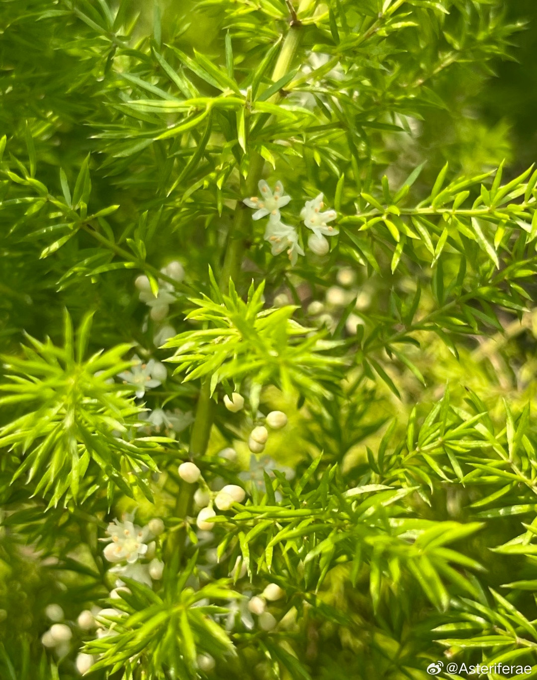 ～365植物心语～🌿✨📅0️⃣7️⃣月2️⃣4️⃣日今日植物：狐尾天门冬