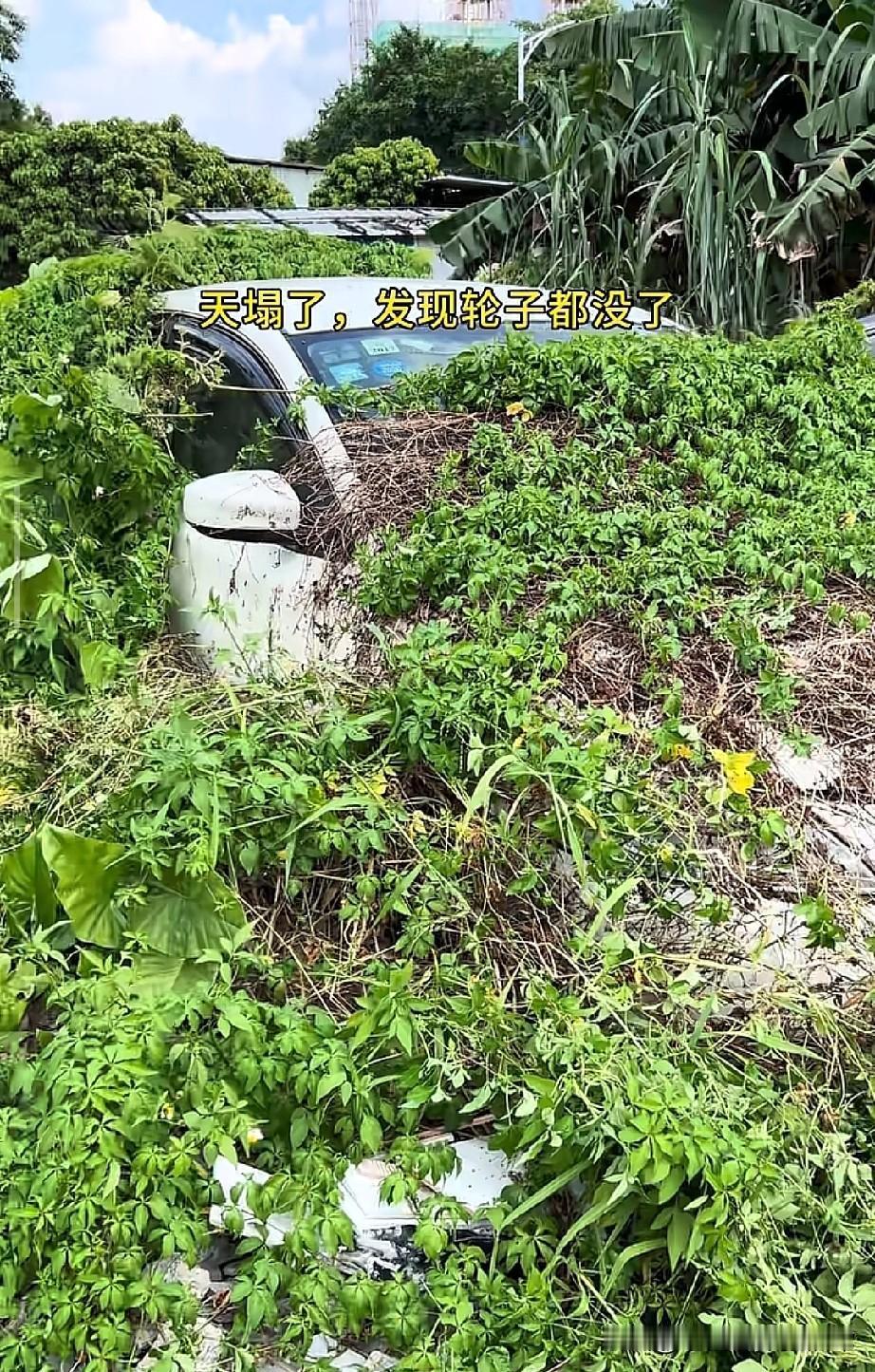 广州车主找车找到崩溃！爱车被杂草吞了还丢了轮子广州一车主找车的经历直接看