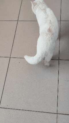 太震惊了！我家小猫咪丢了一个月竟然自己回来了，进屋就眼泪汪汪的看着我。养宠物