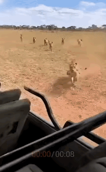 这只母狮的智商直接封神！鬣狗群围上来的瞬间，它的操作让全场游客看呆！要知道鬣