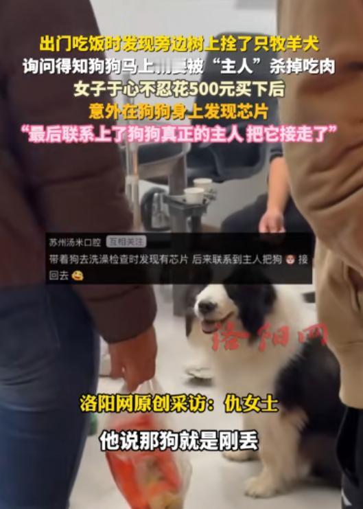 良心不会痛吗？11月25日，苏州一女子出门吃饭，竟然发现路边树上拴了一条牧羊犬，