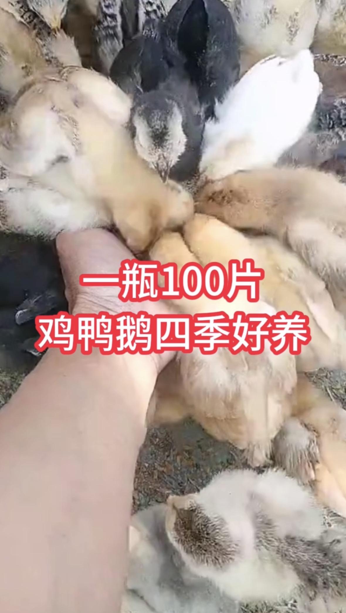 鸡鸭鹅养殖鸡鸭鹅养殖鸡鸭鹅养殖户