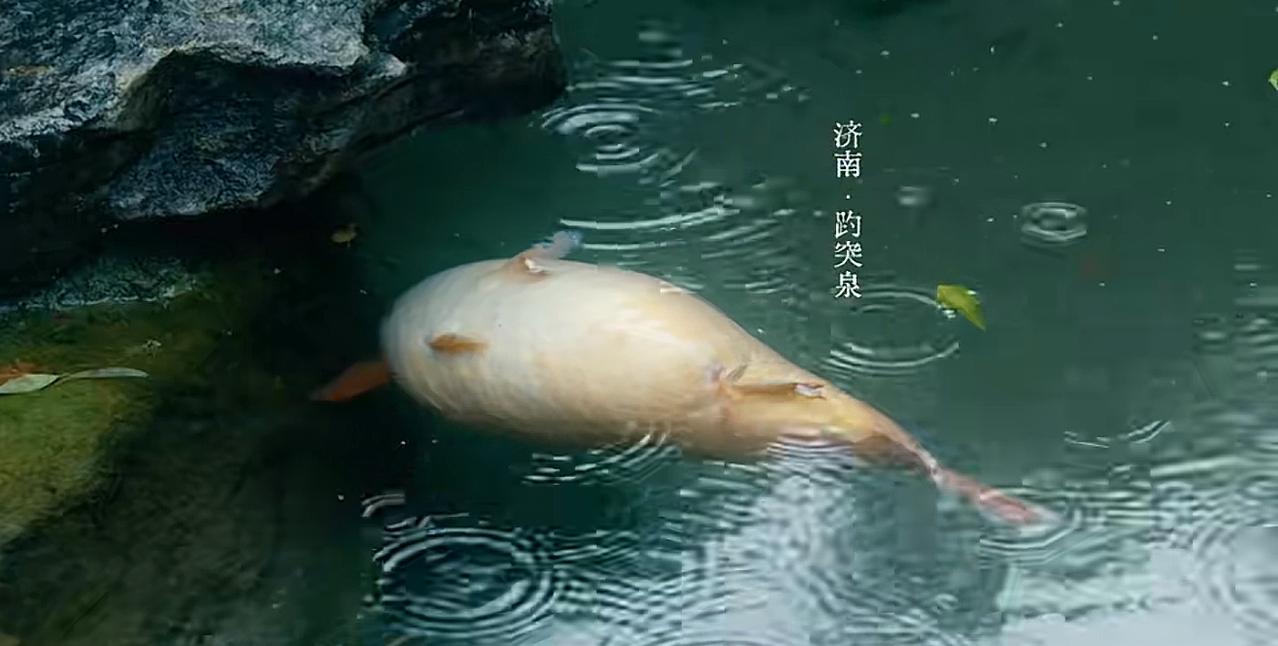 人不能吃太胖，鱼也是