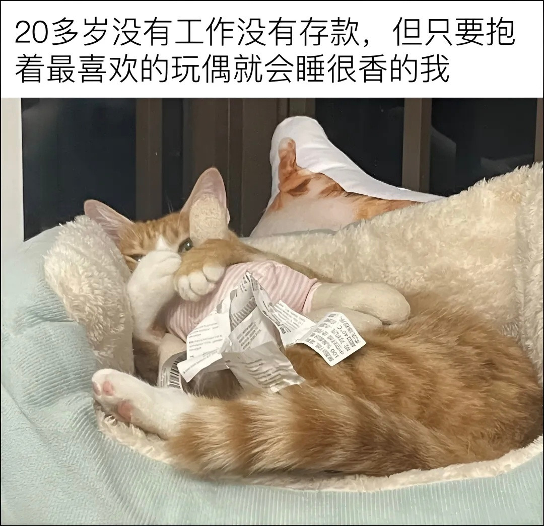 我是不会放弃收集这些猫meme梗图的~