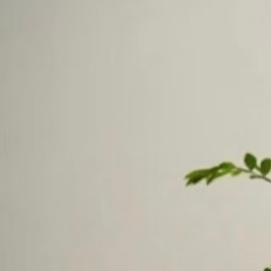 0000榆树盆栽养护指南：1、环境：榆树喜光耐寒，应在光照好，空气流通的地方养护