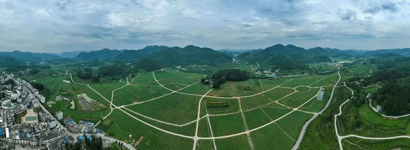 贵州德江: 高粱种植绘就乡村振兴新图景