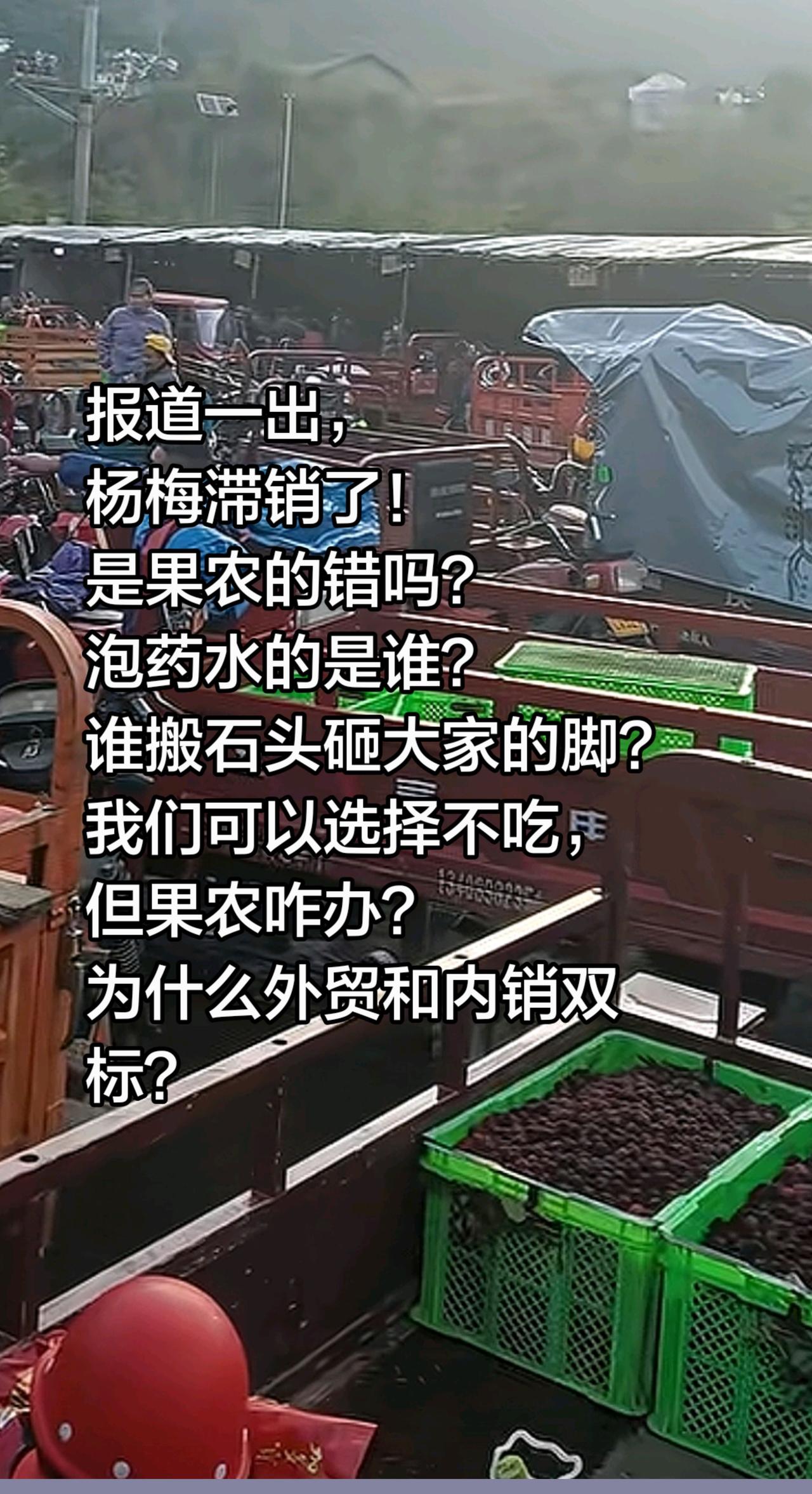果农有错吗？谁把杨梅泡了药水？报道一出，杨梅滞销了！是果农的错吗？泡药水的