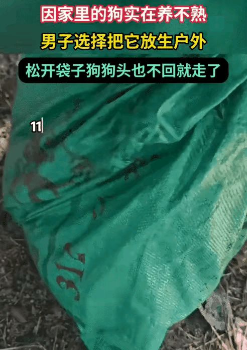 这条狗狗养了一个多月，总表现出对人的恐惧，狗肉店的老板多次到家收购，主人还是舍不