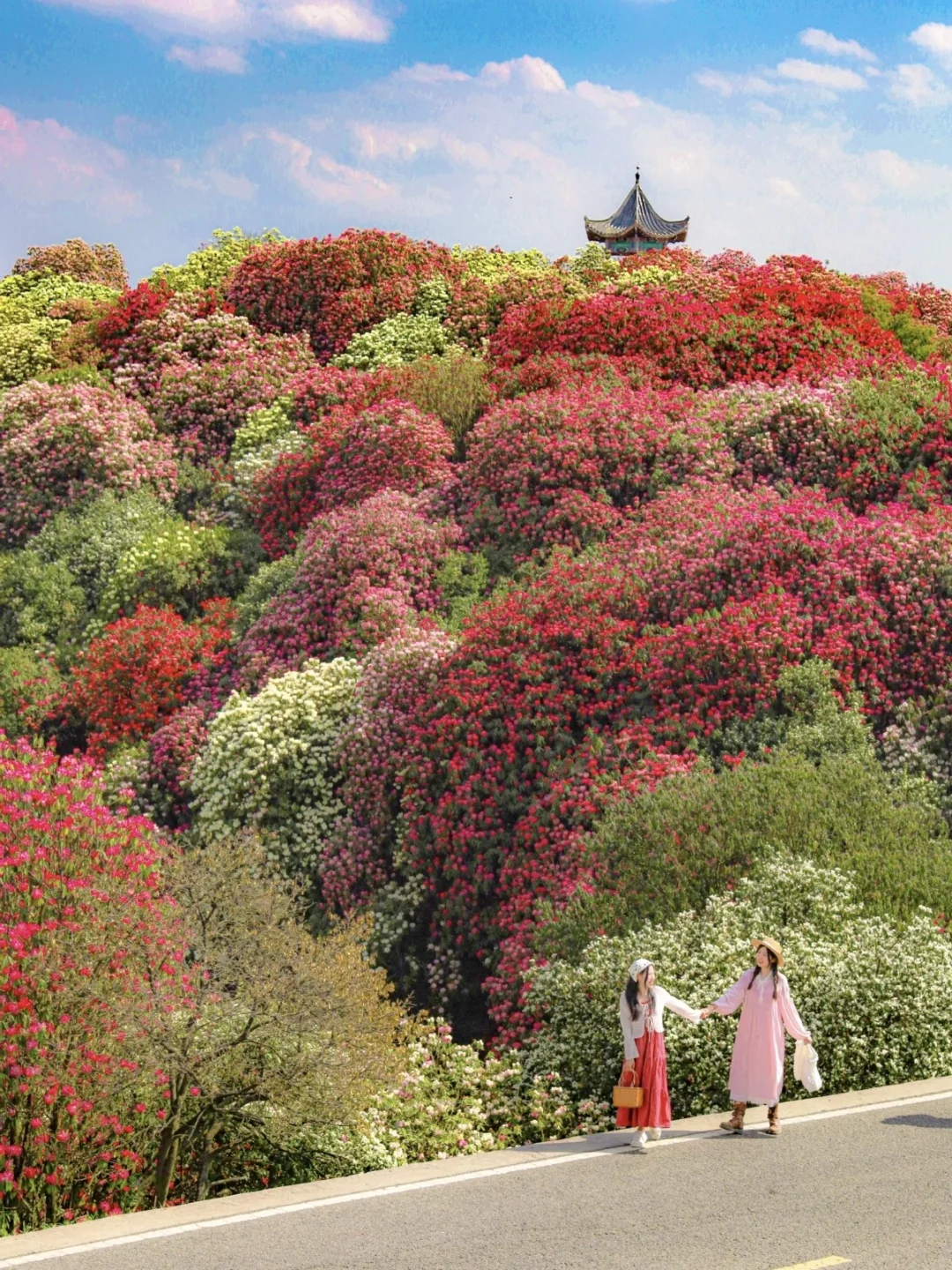 高铁直达！被春天的漫山杜鹃花海🌸狠狠惊艳