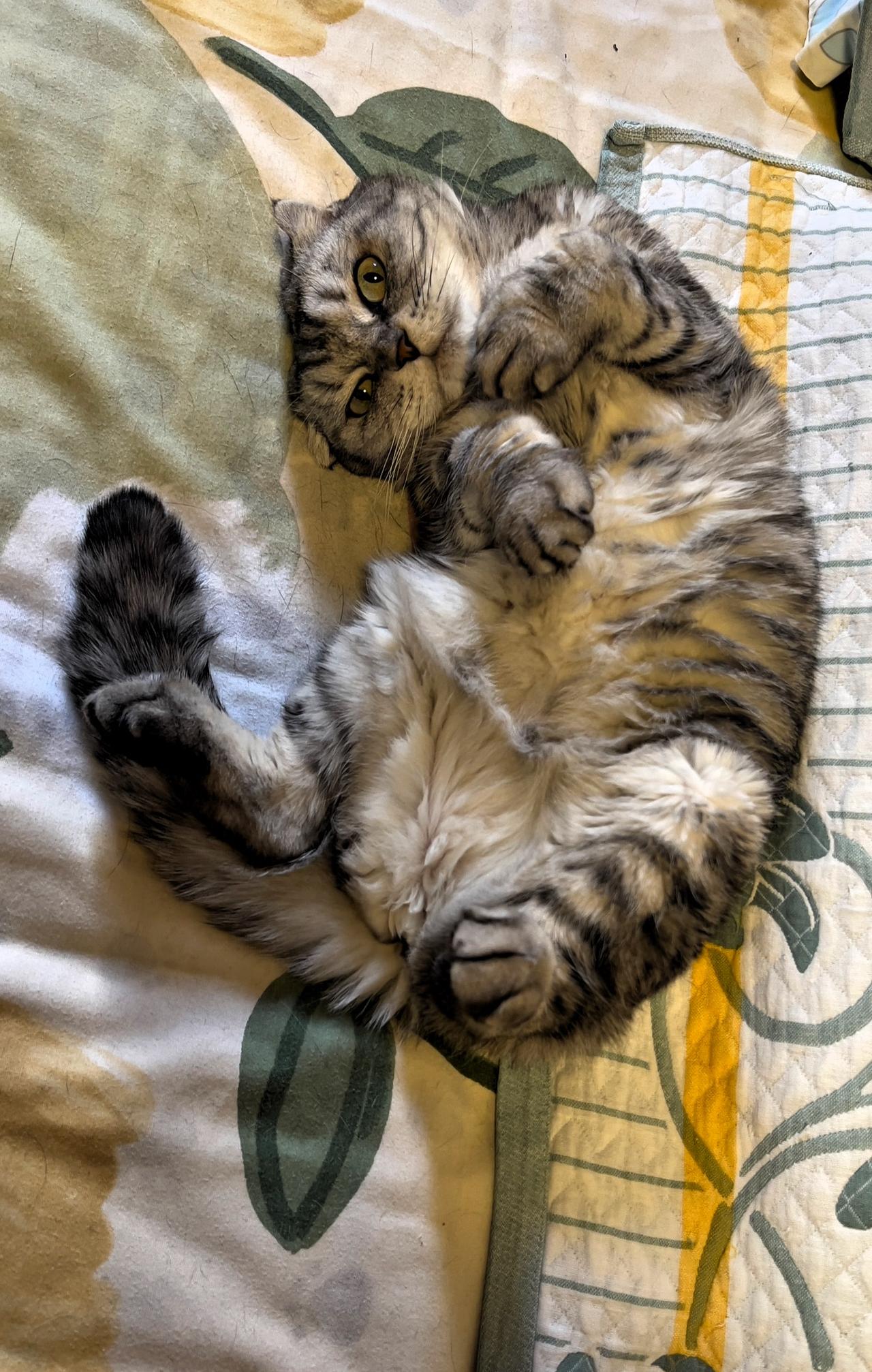 能晒一下你家猫咪慵懒的样子吗