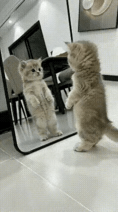 笑喷了！一女子，为了方便自己试衣服，买了一块全身镜放在客厅里。没想到这镜子直接