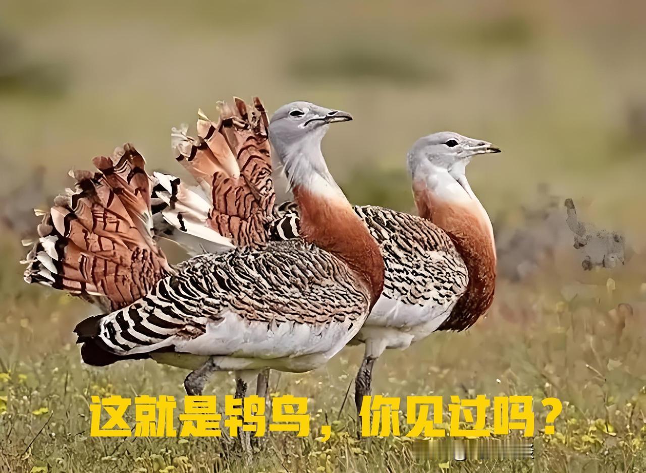 很多人好奇，古时候青楼老板娘为啥叫老鸨？其实这名字来源于一种鸟——鸨鸟。古