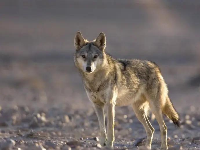 70年代，大东北地广人稀，一个屯子就七八家，还都离挺远，都是顺着山沟溪水建的，野