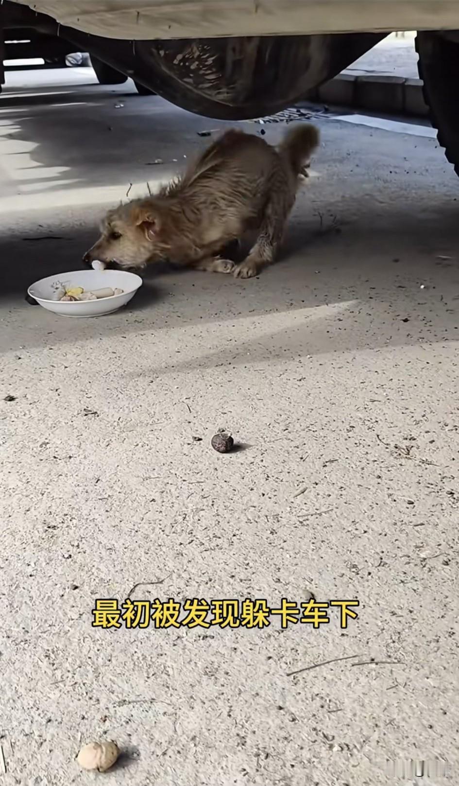 泪目了！一位阿姨发现了一只残疾流浪狗，它凄惨的躲在一只汽车下面，善良的她拿出食物