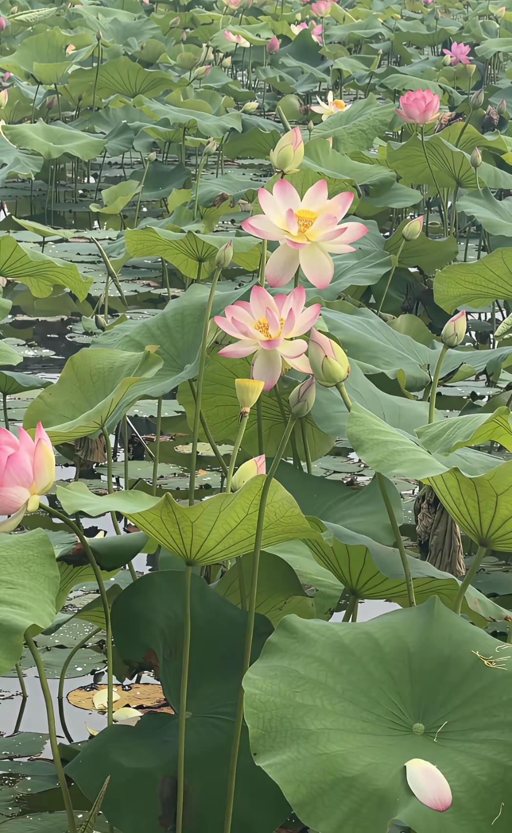夏日的花花🌸🌸草草🌿🌿简直是大自然的馈赠！合肥东部新中心青年创意田园