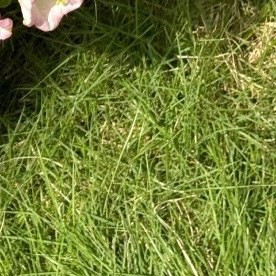 0000风铃花种植方法：一、种植时间种植风铃花最好选择在每年的春秋两季进行，因为