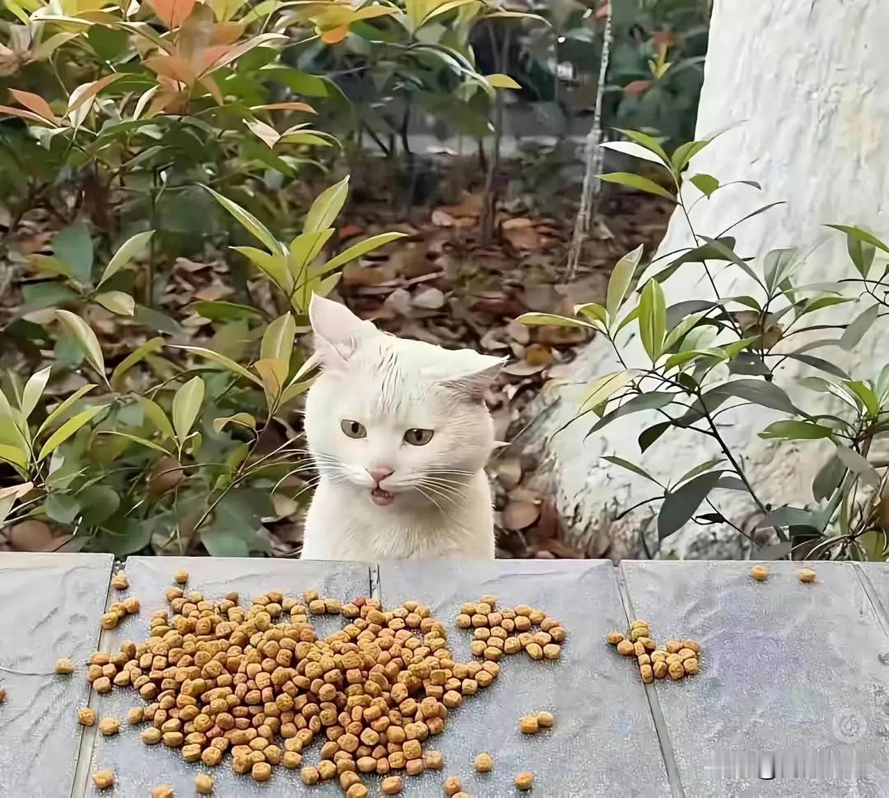 被投喂的小猫咪，它每次都是“哇塞，这么多呀，好棒啊”这种表情，情绪价值满满[红脸笑]