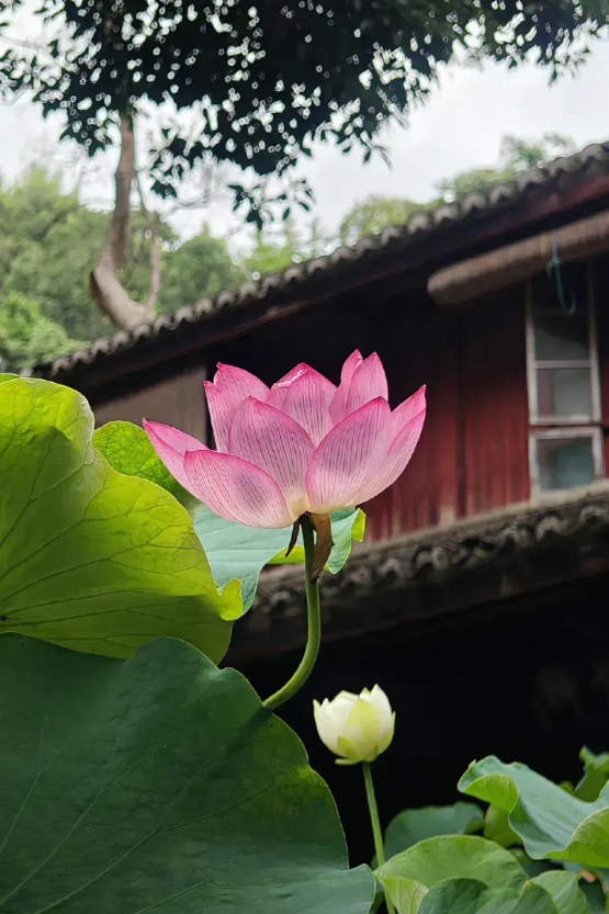 今天孩子跟我说，她们小学同学建了个qq群，很多同班同学都在群里面，十几年过去了，