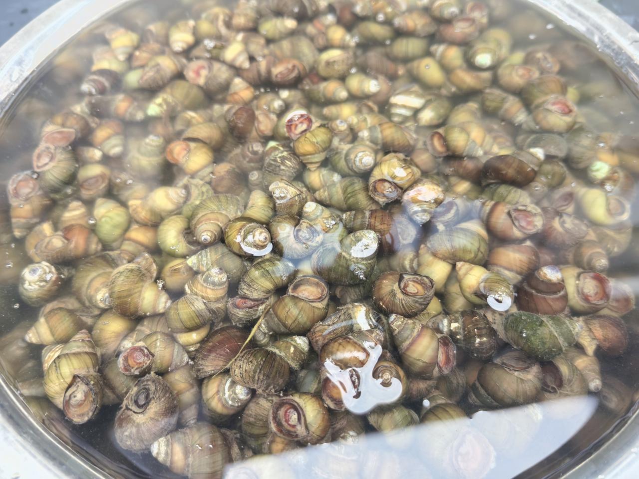 开春螺蛳第一鲜。哪些地方有清明吃螺蛳的习俗？把螺蛳屁股剪掉一点，轻轻一嘬，螺