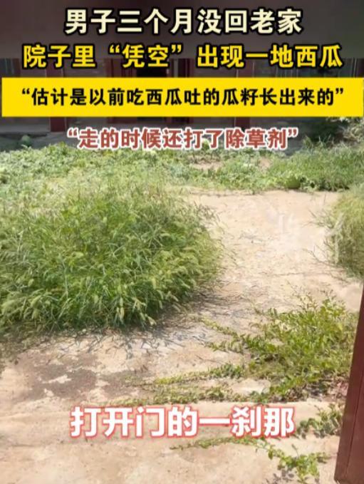 “离了个大谱！”近日报道，江苏徐州，一男子离开老家3个月，临走之前在院子里洒了除