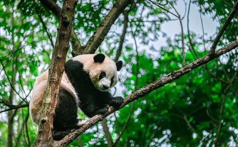 再过几十年，人会不会像大熊猫一样成为稀有动物？[呲牙笑][呲牙笑]我突然想到这个问